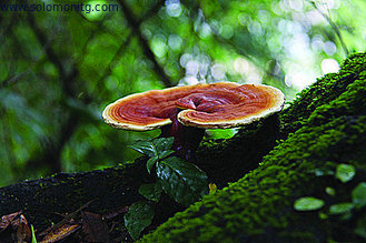 Nature health food Reishi Mushroom extract,Ganoderma Extract 10%-50% Polysaccharides