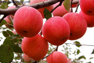 green apple extract powder with China manufacturer,top Quality Apple Juice Powder --Malus pumila Mill