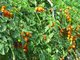 high quality lycopene capsule sample free --Solanum lycopersicum