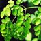 manufacture supply wholesale moringa tree leaf powder suppliers import china products