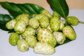 4:1,10:1,20:1,30:1,etc morinda citrifolia extract/ noni juice powder China supplier--Morinda officinalis How