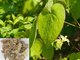 organic hot selling chinese herbal epimedium icariin extract--Herb Epimedium