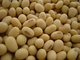 100% Natural 40% Isoflavones Fine Powder Soybean Extract --Glycine max (L.) Merri