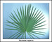 Hot Sale Saw Palmetto Powder Extract --Serenoa repens for pharm application
