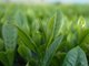 top quality 100% pure natural tea polyphenol-- Gamelliasinensis O. Ktze