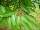 Cassia bark extract Cinnamon Bark Extract,Cinnamon Bark Extract powder-free sample