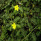high quality fructus tribulus terrestris p.e Saponins -- Tribulus terrestris L.