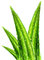 Certificated ISO Manufacturer Natural Bulk powdered Aloe Vera Gel for pharm application
