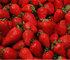high quality spray dried strawberry powder/For beverage strawberry fruit powder