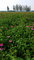 Cichoric Acid 1%,2%,3%,4%;Polyphenols echinacea purpurea extract in bulk-echinacea echinacea capsules echinacea