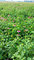 Pure Natural 1%-4% Cichoric Acid Echinacea Herb P.E.--100% echinacea purpurea extract in bulk