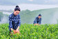buy green tea: 2018 New Chinese Organic Green Tea-Hanzhong Chaoqing Superfine