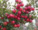 Wholesale : Top Quality Chinese Fresh Apple / Fresh Apple Bulk / Red Fuji Apple Price In Netherlands Market