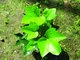 High Quality 1%-5% Hederagenin Ivy Leaf Extract --Hedera nepalensis K,Koch var.sinensis