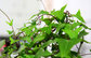 High Quality 1%-5% Hederagenin Ivy Leaf Extract --Hedera nepalensis K,Koch var.sinensis