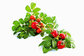 Rose Hips Extract Powder with 5%-20% Rose Polyphenols--Rosa rugosa Thunb.