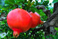 Anti-cancer Punica granatum Pomegranate Peel Extract Powder,Pomegranate P.e,Pomegranate Extract