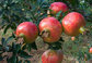 Ellagic Acid 40% 50% 90% Punica granatum, pomegranate peel extract -Punica granatum L.