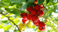 Water soluble and pure natural Hawthorn Berry Extract -0.2-0.4% Vitexin or 2-95% flavone