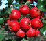 High Quality Brown Powder Extract Of Hawthorn Berry-- Crataegus pinnatifida Bge. supplier