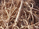 Pure and natural Glycyrrhiza glabara/ licorice root extract powder--Glycyrrhiza uralensis Fisch.