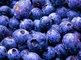 Natural Anthocyanidins Bilberry Fruit Extract--Vaccinium Myrtillus L.