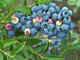 Factory Supply High Quality Chinese Bilberry Extract, European Bilberry Extract