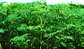high quality moringa extract new product suppliers import china products