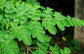 Health Product Moringa Oleifera L With CAS 1617-53-4 for healthcare ingredient & Pharm application
