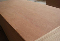 1220x2440mm bingtangor faced commercial plywood for furniture