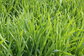 Bio Oat Grass Powder Dehydrated Oat Grass Powder Green ORGANIC CERTIFIED