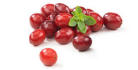 Hot Seller Cranberry Extract Anthocyanidin