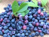 High Quality Bilberry Extract Anthocyandins
