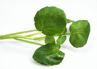 High Quality Watercress Extract