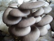 Organic Pleurotus ostreatus extract polysaccharides / Organic Oyster mushroom extract polysaccharides