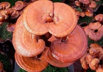 Organic Ganoderma lucidum extract polysaccharides / triterpenes Reishi mushroom extract polysaccharides