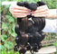 hot sale mongolian kinky curly hair, Cheap malaysian hair weft, 100% human braiding hair supplier