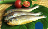 Hot sale frozen yellow croaker fish (Pseudociaena Polyactis) with good price.