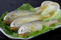 Hot sale frozen yellow croaker fish (Pseudociaena Polyactis) with good price.