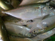 Good quality frozen Indian mackerel fish supplier with competitive price.