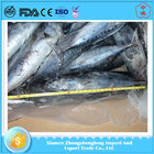 Best Quality of Cheap Frozen Seafoood Whole Round Bonito Fish for Sale.