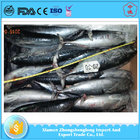 Best Quality of Cheap Frozen Seafoood Whole Round Bonito Fish for Sale.