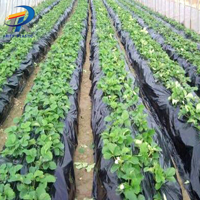 China PE Black Plastic Mulch Film PE Plastic Jumbo Roll Agriculture Black 5kg new weight film supplier