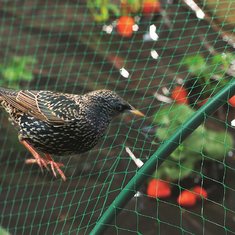 China HDPE Transparent Agricultural Anti bird net, anti bird netting supplier