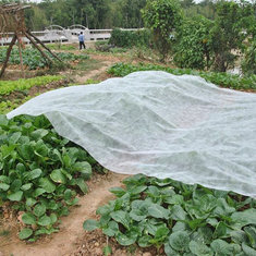China Spunbond Non Woven Agriculture Cover Fabric , Landscape PP Fabrics for Green House supplier