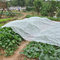 Spunbond Non Woven Agriculture Cover Fabric , Landscape PP Fabrics for Green House supplier