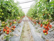 Agriculture Tomato Greenhouse