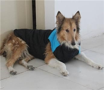 Colorful Luxury Husky Dog clothing for Winter Vests Coats Waterproof