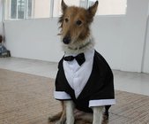 TUXEDO big dog wedding / party suit bridegroom wear pets formal clothes S M L XL