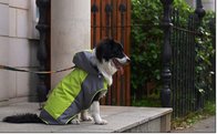 Medium Large Breed Dog Clothes Raincoat Casual Wear For Pet Puppy Clothing OEM